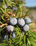 Juniper