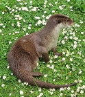 Otter